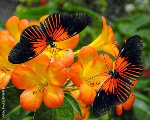 Tropical Rhododendron simbu sunset flowers with 2 Doris Longwing photo