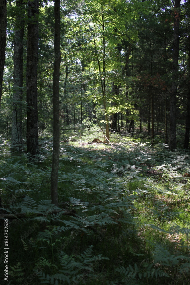 Obraz premium Wild ferns growing in the summer meadow.