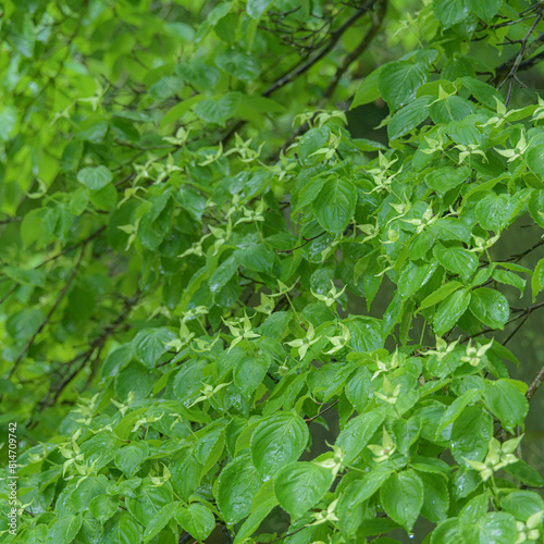 Wallpaper Mural 五月の散歩道 Torontodigital.ca