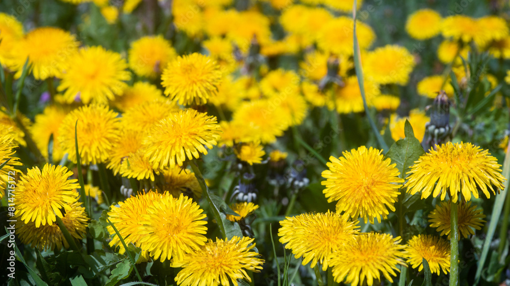 dandelions in the garden. the popular background and nature of the house. bright colors, good mood, summer time and sunny day dandelions in the garden. the popular background and nature of the house. bright colors, good mood, summer time and sunny day