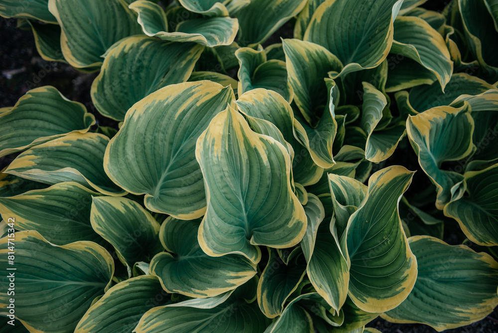 Lush Variegated Hosta Leaves Close-Up