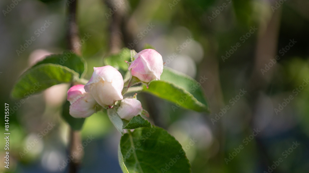 the buds of a flowering tree, the summer season, the awakening nature are a symbol of joy and celebration the buds of a flowering tree, the summer season, the awakening nature are a symbol of joy and celebration
