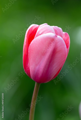 Tulip with vibrant, deep rose petals at the center, slightly shading to a softer pink around the edges. Close up pink tulip. Pink Impression