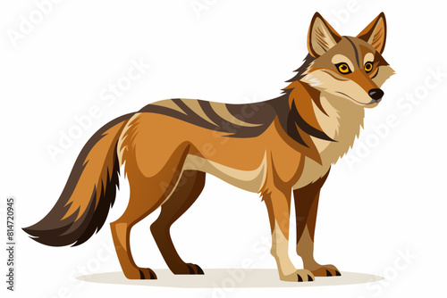 coyote cartoon vector illustration