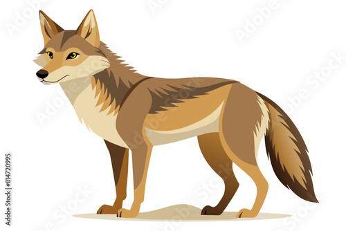 coyote cartoon vector illustration