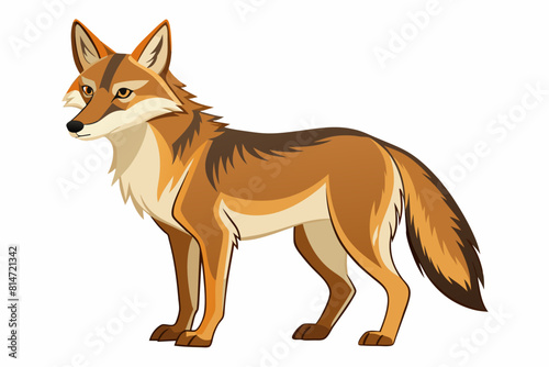coyote cartoon vector illustration