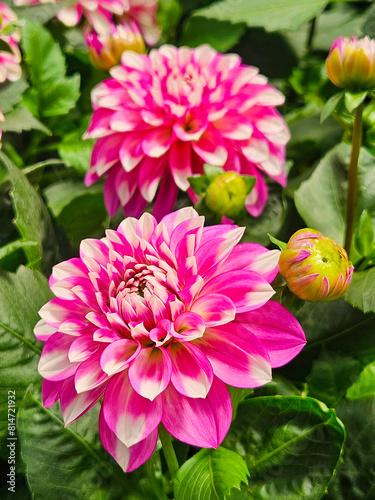 Pink Dahlia flower in the g...