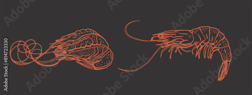 Hand drawn isolated vector set of shrimps and prawns. Shrimps and langoustines on a dark background.. Seafood, food vintage illustration.