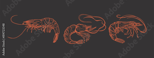 Hand drawn isolated vector set of shrimps and prawns. Shrimps and langoustines on a dark background.. Seafood, food vintage illustration.
