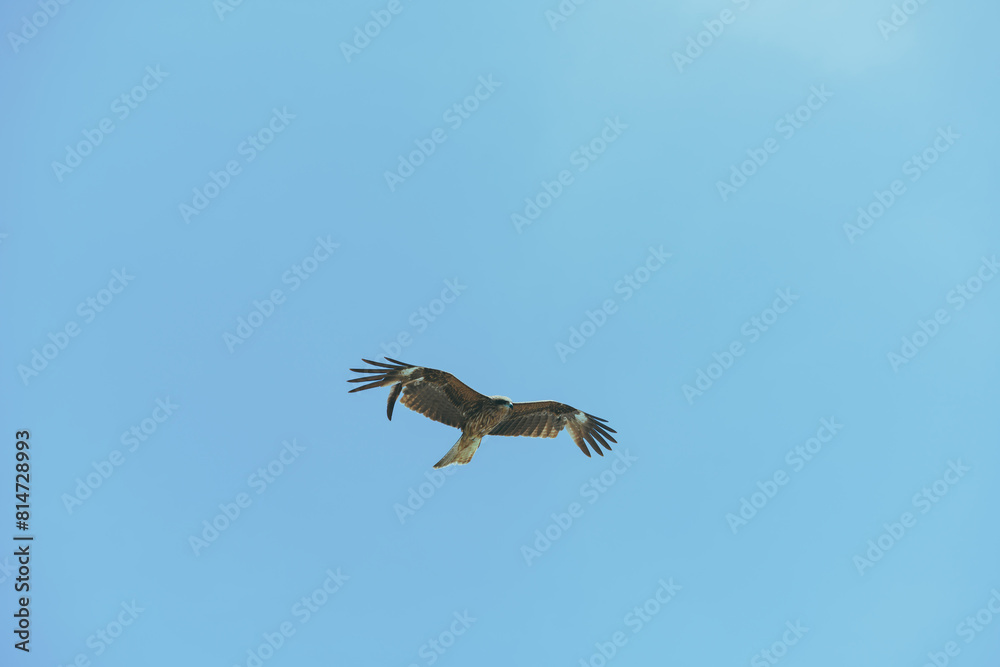 Fototapeta premium 初島の空を飛ぶトンビ