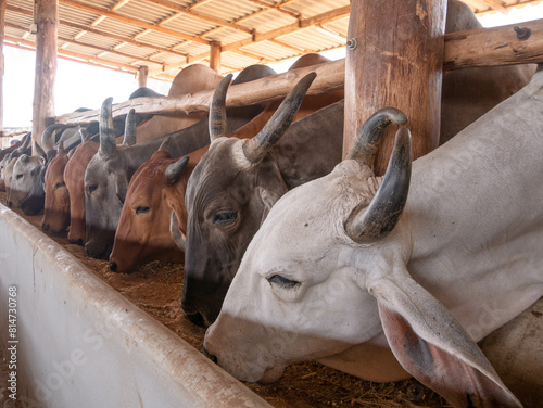 Cows eating, farming and cattle on  farm for agriculture, growth and food production. Nature, eat
