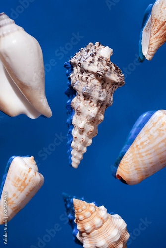 Mollusc sea shells isolated blue background with reflective shadows. Space for text. Minimal summer vacation concept. Copy space