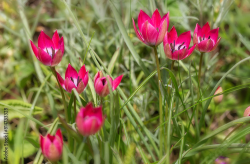 A beautiful small botanical tulip of bright crimson color with a purple center Little beauty photo