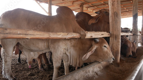 Cow happily eats food and farming and cows on farms for agriculture growth and food production, natural food