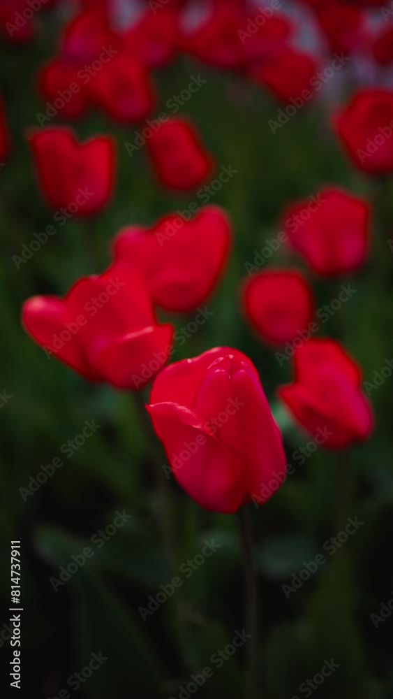 Red tulips bloom in a grassy field, standing out with their magenta petals Red tulips bloom in a grassy field, standing out with their magenta petals