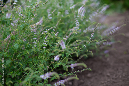 Strawberry mint bush with fine small green leaves in the garden, aromatic fresh organic mint with purple flowers outdoors. Mentha spicata Almira. photo