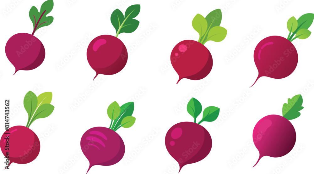 Beetroot vector illustration Beetroot vector illustration