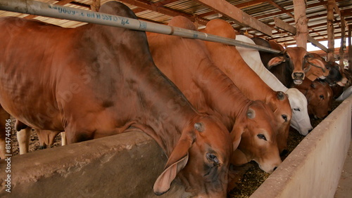 Cow happily eats food and farming and cows on farms for agriculture growth