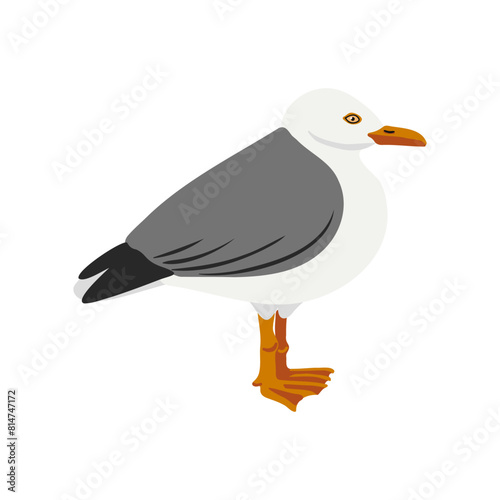 vector drawing bird, hand drawn herring gull , isolated nature design element