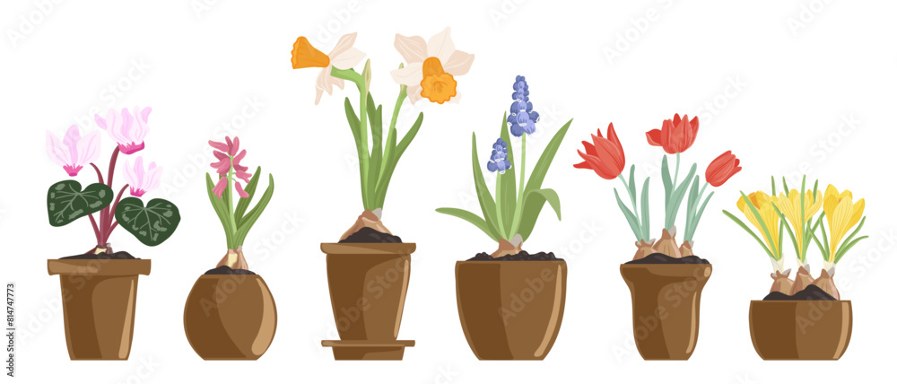 bulbous flowering plants in pots, spring flowers, vector drawing floral elements, hand drawn botanical illustration bulbous flowering plants in pots, spring flowers, vector drawing floral elements, hand drawn botanical illustration