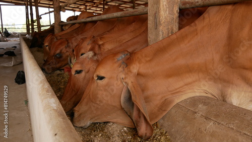 Feeding the cows eating grass hays in a farm. Feeding hay to beef cattle. Late summer feeding