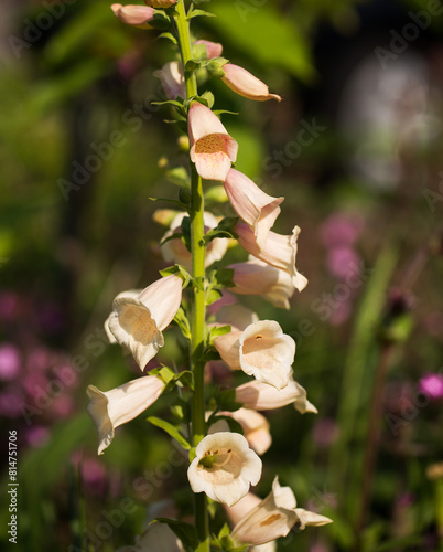 Tall upright Creamy Peach Foxglove (Digitalis Purpurea) in bloom.  The flowers are good for bees and insects as the stamen is inside the tubular shaped flower