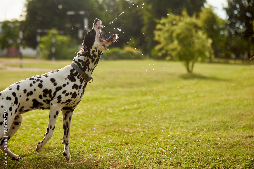 Dalmatian dog drinks water from a metal bowl, animal care Dalmatian dog drinks water from a metal bowl, animal care