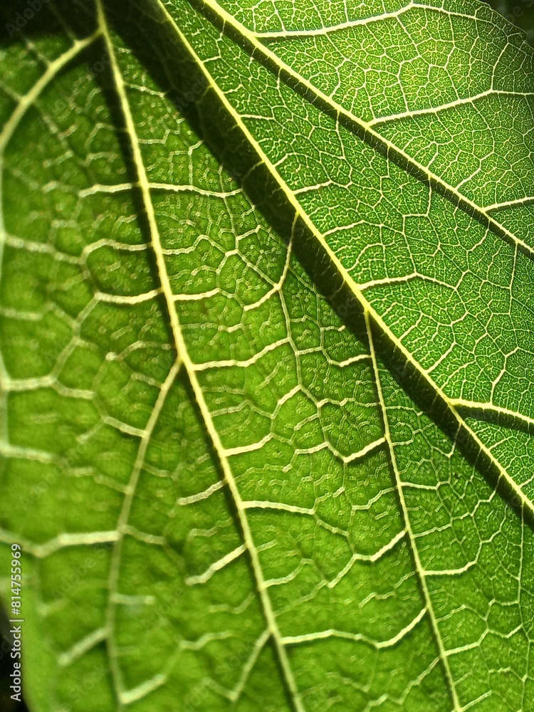 green leaf texture