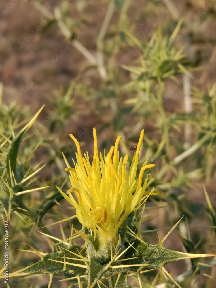 carthamus oxyacantha flower or Wild safflower, jeweled distaff thistle plant flower.jeweled distaff thistle flower pattern background