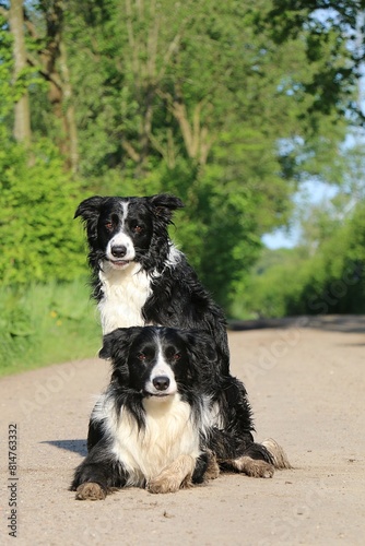 2 black and white border collies sit and lie together on a sandy path in green nature