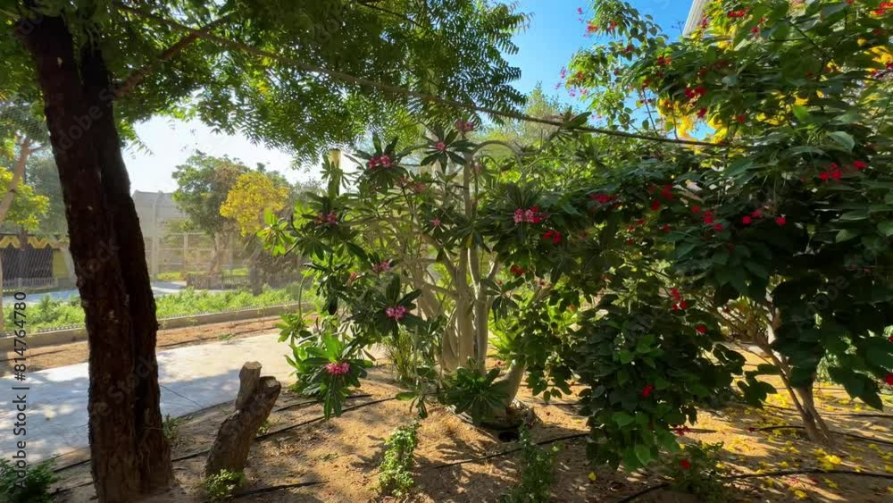 Birds walks in the garden. High quality 4k footage Birds walks in the garden. High quality 4k footage