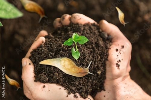 A shellless snail, wild slug  in a vegetable garden. photo