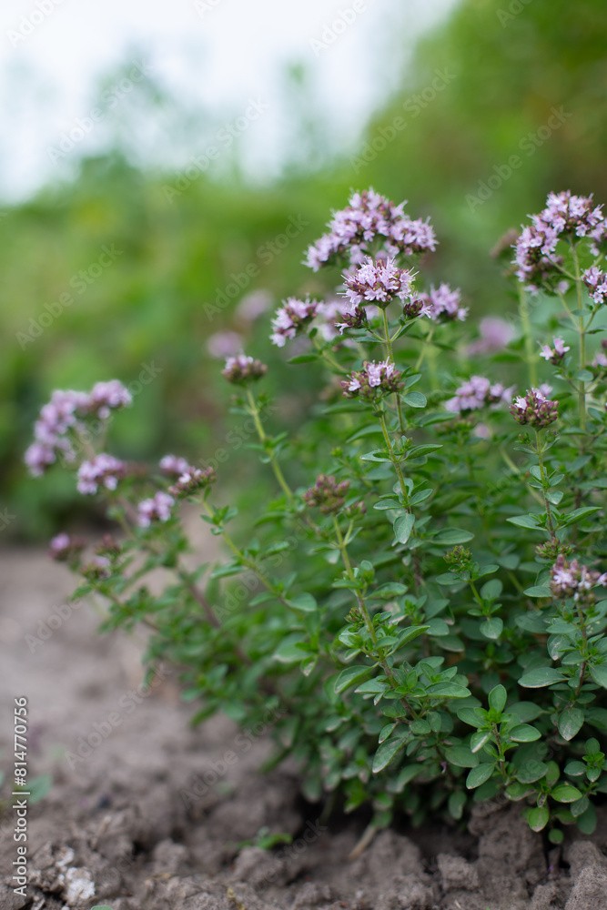 Flowering bushes of oregano (Origanum) in garden. Honey plant. Medicinal and condiment herbs.