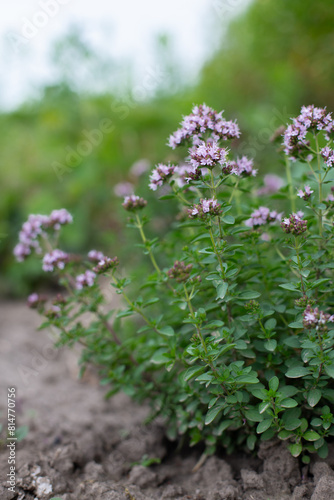 Obraz na płótnie Flowering bushes of oregano (Origanum) in garden. Honey plant. Medicinal and condiment herbs. w salonie