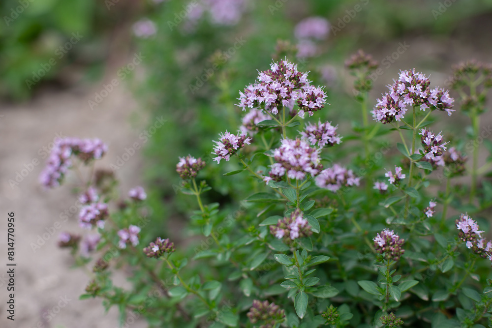 Flowering bushes of oregano (Origanum) in garden. Honey plant. Medicinal and condiment herbs.