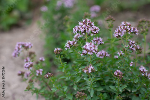 Obraz na płótnie Flowering bushes of oregano (Origanum) in garden. Honey plant. Medicinal and condiment herbs. w salonie