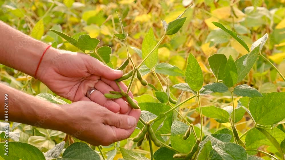 farmer in soybean field. Selective focus. farmer in soybean field. Selective focus.
