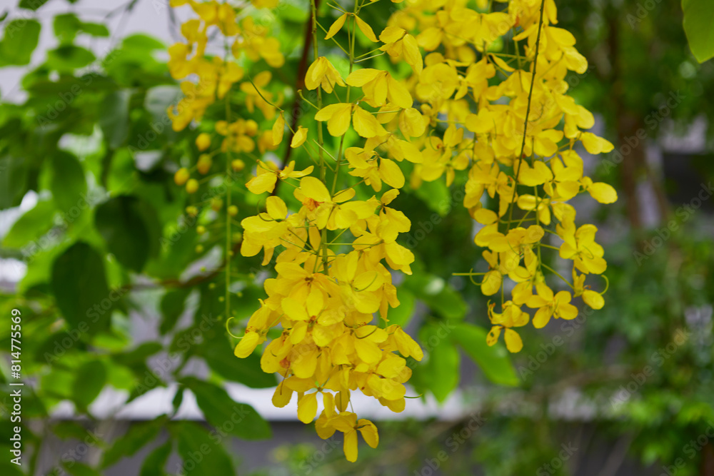 Golden shower blooming on branch Golden shower blooming on branch