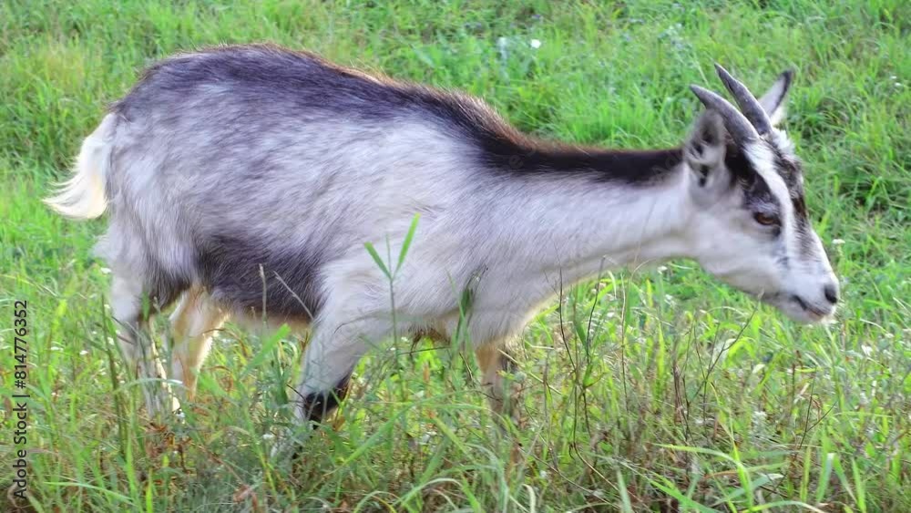 Domestic goats grazing in the pasture and eat fresh grass. Domestic goats grazing in the pasture and eat fresh grass.