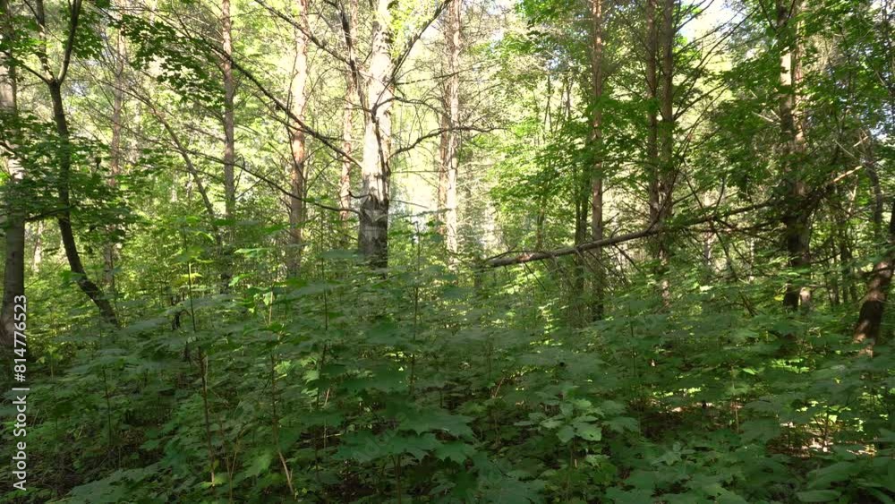 Thicket of deciduous forest on a clear sunny day. The sun's rays break through the tree crowns. Slow camera tilt. Ideal for nature and travel blogs.
