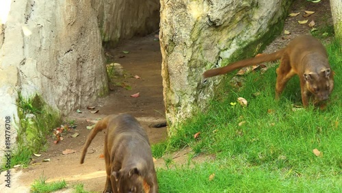 Fossa is cat-like, carnivorous mammal endemic to Madagascar. It is a member of the Eupleridae, a family of carnivorans closely related to the mongoose family (Herpestidae).