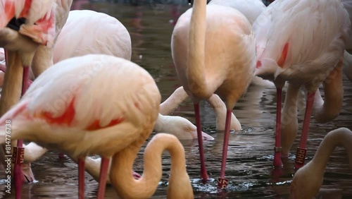 greater flamingo (Phoenicopterus roseus) is most widespread and largest species of flamingo family. It is found in Africa, on Indian subcontinent, in Middle East, and in southern Europe. photo