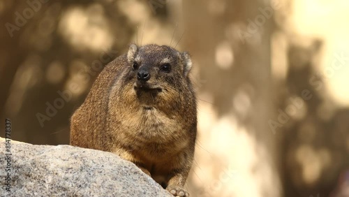 Rock hyrax (Procavia capensis)