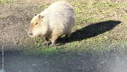 Capybara (Hydrochoerus hydrochaeris) is giant cavy rodent native to South America. It is largest living rodent. Also called capivara, capiguara, fercho, carpincho and ronsoco, genus Hydrochoerus. photo