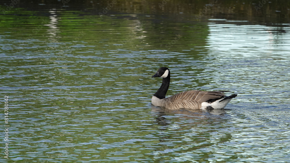 Obraz premium Bernache du Canada