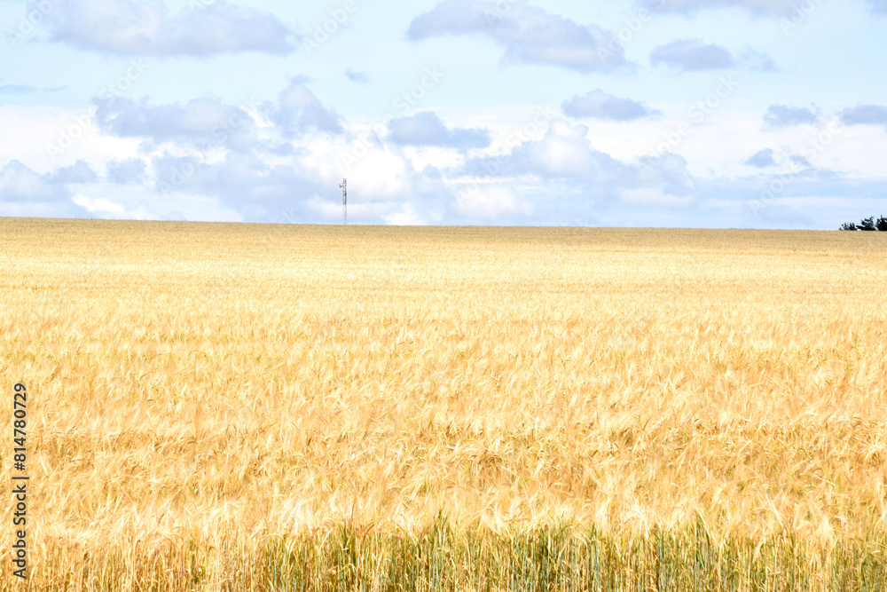 Fototapeta premium wheat field and clouds against blue sky