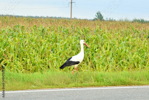 Rural landscape. A stork walks importantly along a field of corn photo