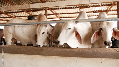 cow eating food looking at camera Why are you taking pictures