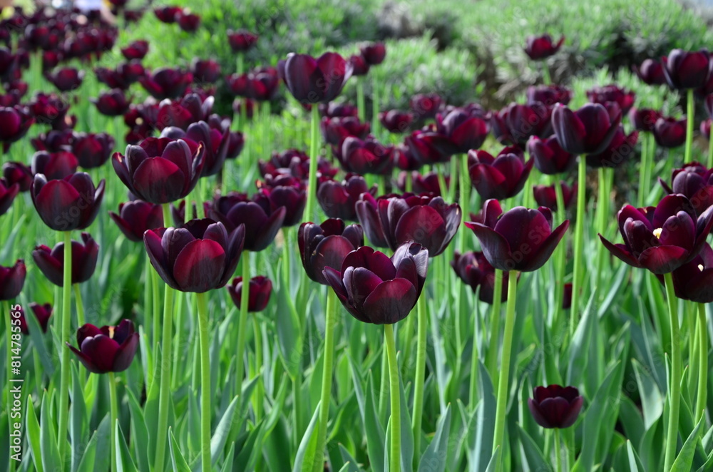Fototapeta premium burgundy tulips in the garden