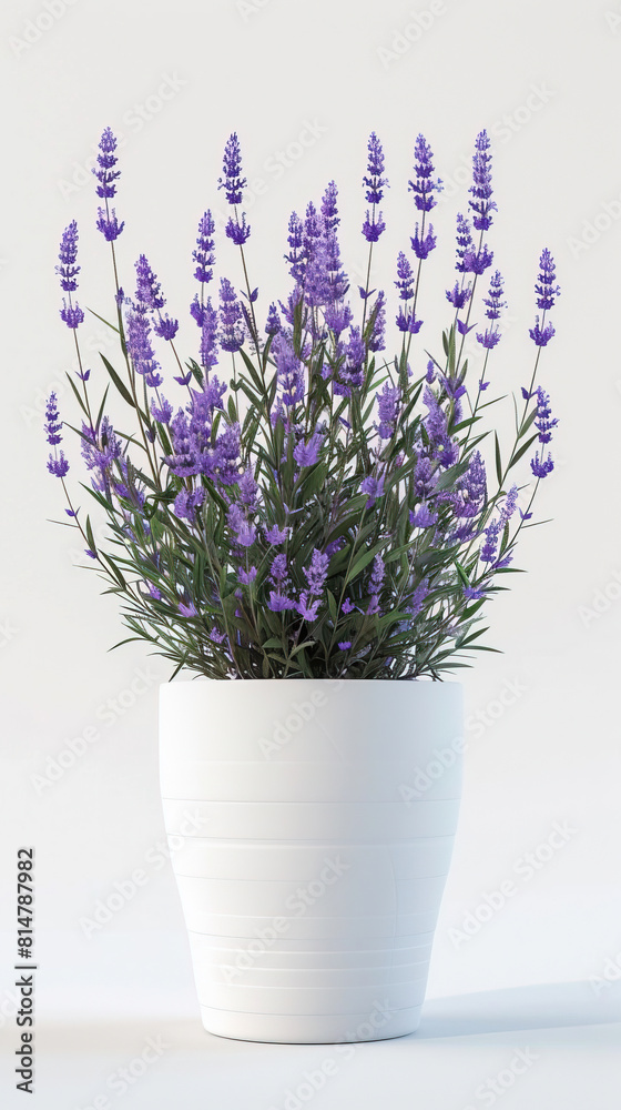 Wallpaper of Flowers. Simple Flowerpot Lavender Plants for Home Decor. Lavender Flowers in a Pot with White Background Wallpaper of Flowers. Simple Flowerpot Lavender Plants for Home Decor. Lavender Flowers in a Pot with White Background